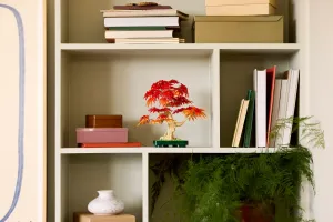 10348 Botanical Japanese Red Maple Bonsai Tree - 5