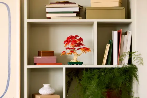 10348 Botanical Japanese Red Maple Bonsai Tree - 5
