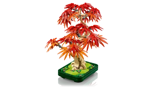10348 Botanical Japanese Red Maple Bonsai Tree - 4