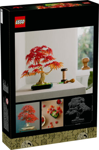 10348 Botanical Japanese Red Maple Bonsai Tree - 3