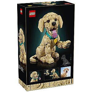 11384 Golden Retriever Puppy - 3
