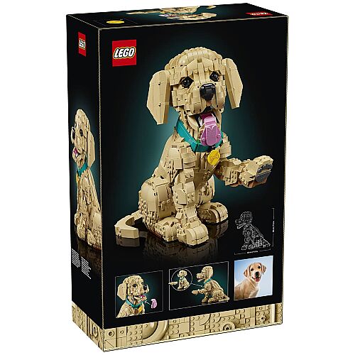 11384 Golden Retriever Puppy - 3
