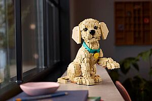 11384 Golden Retriever Puppy - 10