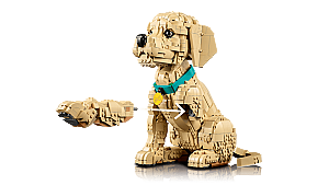 11384 Golden Retriever Puppy - 5