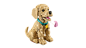 11384 Golden Retriever Puppy - 6