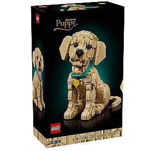 11384 Golden Retriever Puppy - 2